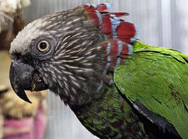 Foto: Loro cacique