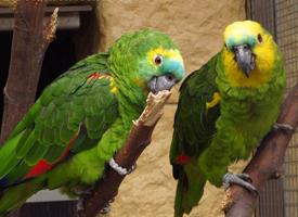 Foto: Loro hablador