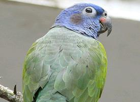 Foto: Loro cabeciazul