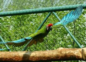 Foto: Guacamayo verde