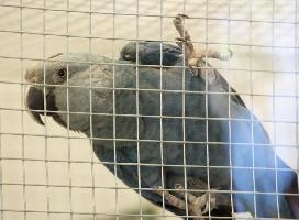 Foto: Guacamayo de spix