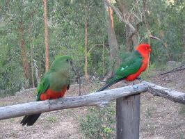 Foto: Papagayo australiano
