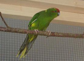 Foto: Perico de nueva caledonia