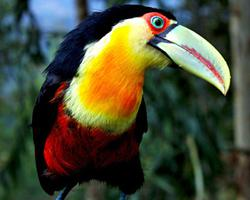 Foto: Tucán bicolor