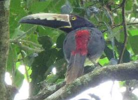 Foto: Tucancillo collarejo