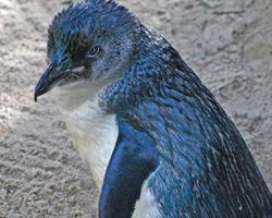 Foto: Pingüino azul