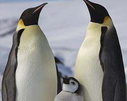 Foto: Pingüino emperador