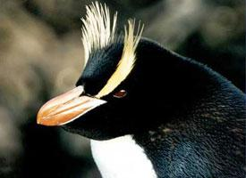 Foto: Pingüino de sclater