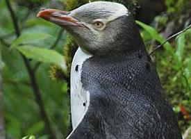 Foto: Pingüino waitaha