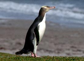 Foto: Pingüino ojigualdo