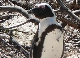 Foto: Pingüino de el cabo