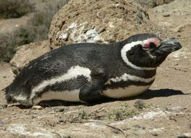 Foto: Pingüino de magallanes
