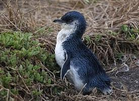 Foto: Pingüino azul