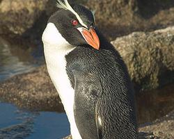 Foto: Pingüino de las snares