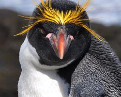 Foto: Pingüino macaroni