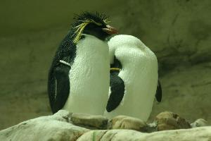 Foto: Pingüino de penacho amarillo austral