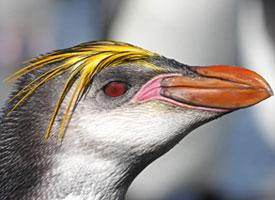 Foto: Pingüino real
