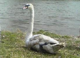 Foto: Cisne vulgar