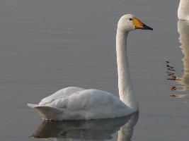 Foto: Cisne cantor