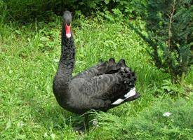 Foto: Cisne negro