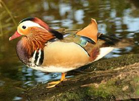 Foto: Pato mandarín