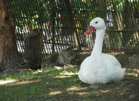 Foto: Cisne coscoroba