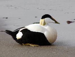 Foto: Eider común