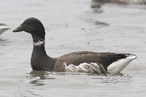Foto: Barnacla carinegra