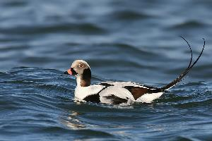 Foto: Pato havelda