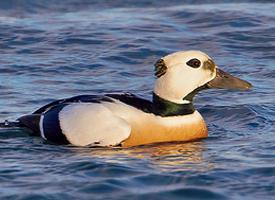 Foto: Eider de steller