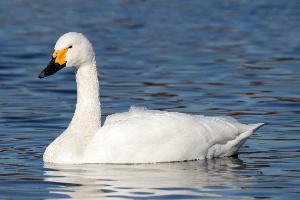 Foto: Cisne chico