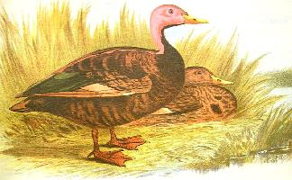 Foto: Pato cabecirrosa