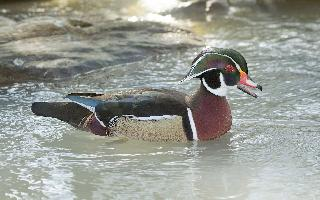 Foto: Pato joyuyo