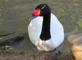 Foto: Cisne de cuello negro