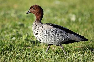 Foto: Pato de crin