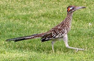 Foto: Correcaminos grande