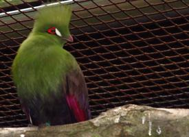 Foto: Turaco de guinea