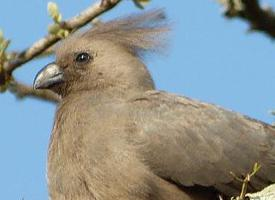 Foto: Turaco unicolor