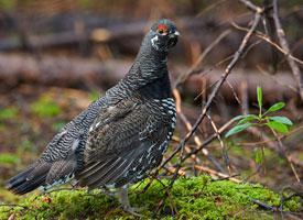 Foto: Gallo canadiense
