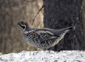 Foto: Grévol común
