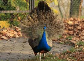 Foto: Pavo real común