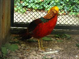Foto: Faisán dorado