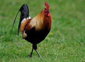 Foto: Gallo