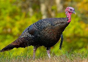 Foto: Pavo