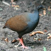 Foto: Talégalo de reinwardt