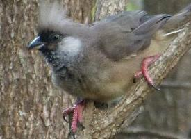 Foto: Pájaro ratón común