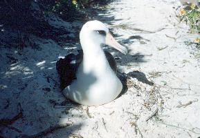 Foto: Albatros de laysan