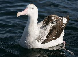 Foto: Albatros errante