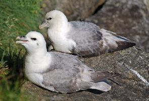 Foto: Fulmar boreal
