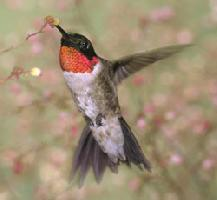 Foto: Colibrí de garganta roja